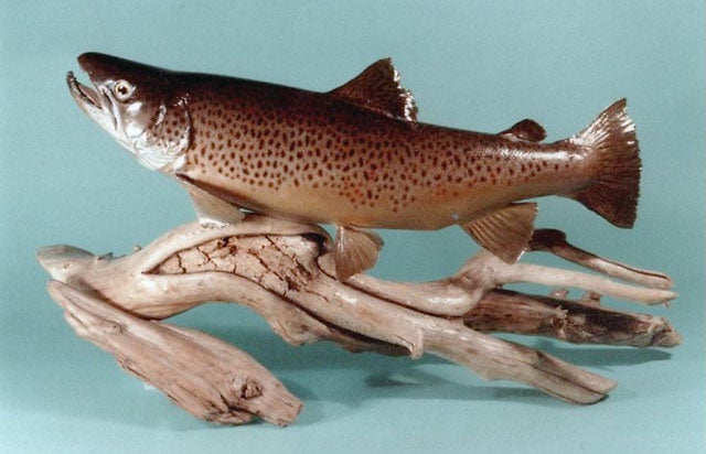 Commercial brown trout mount by Jim Hall.