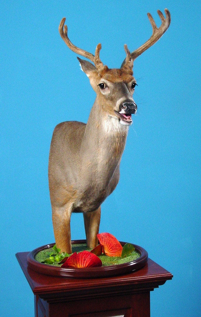 Rick Carter North American Champion Whitetail Deer Pedestal