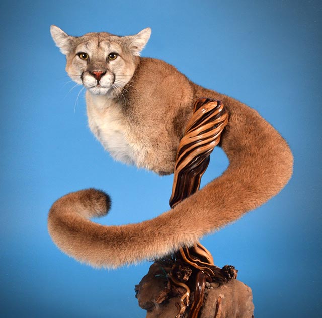 Ted Wenner's Mountain Lion