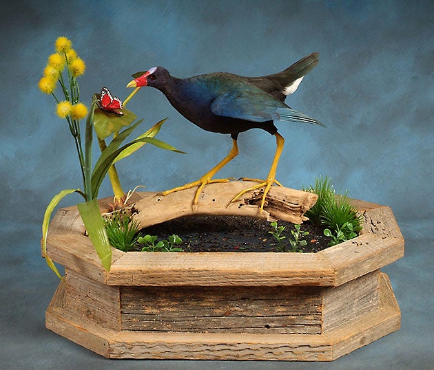 Diana Givens's Purple Gallinule