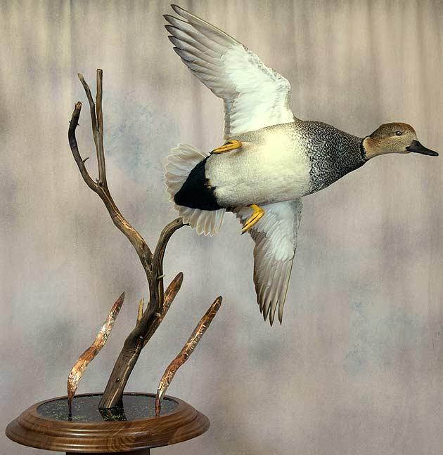 Korey Alleman's Gadwall
