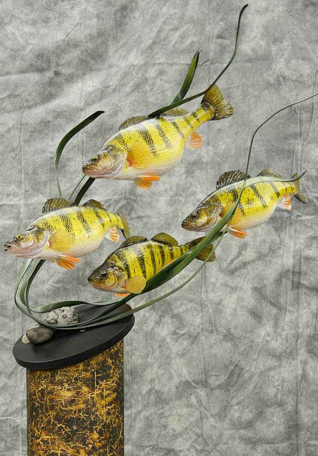 Tyler Erickson's Yellow Perch