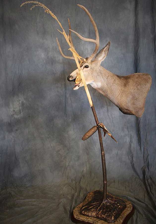 David Ferguson's Mule Deer