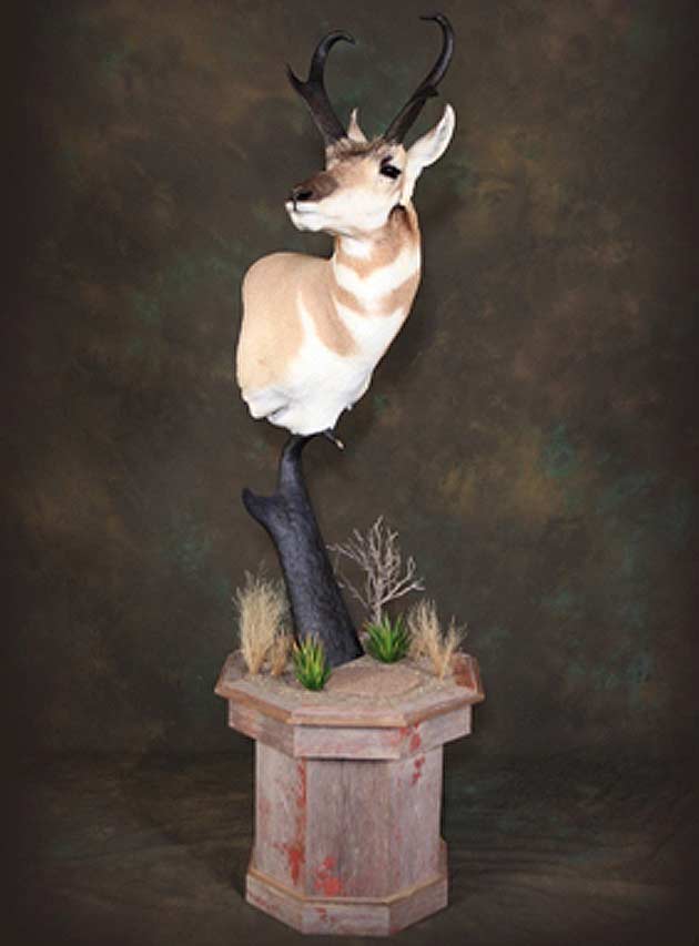 Keith Goodrow's Antelope
