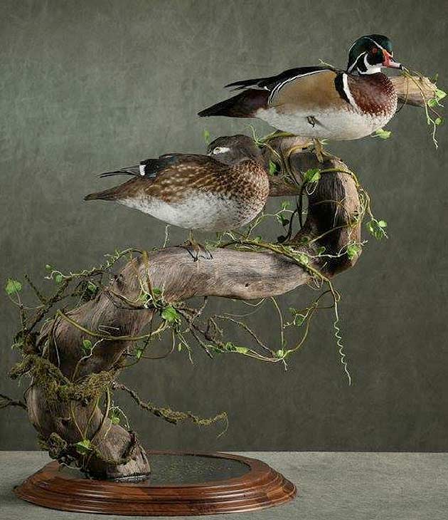 Justin Jones's Wood Ducks