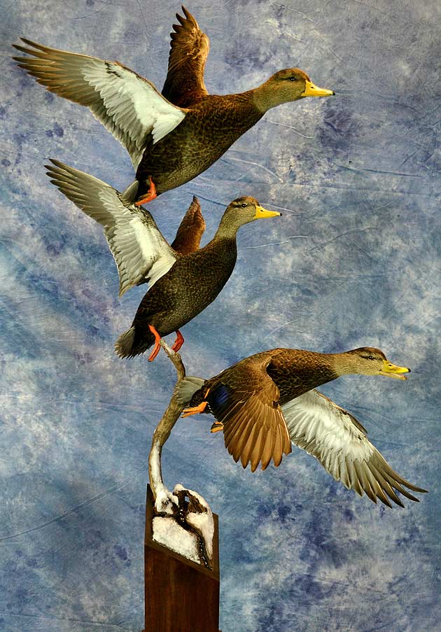 Mike Nakielski's Black Ducks