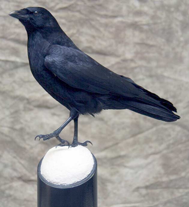 Mike Nakielski's Crow
