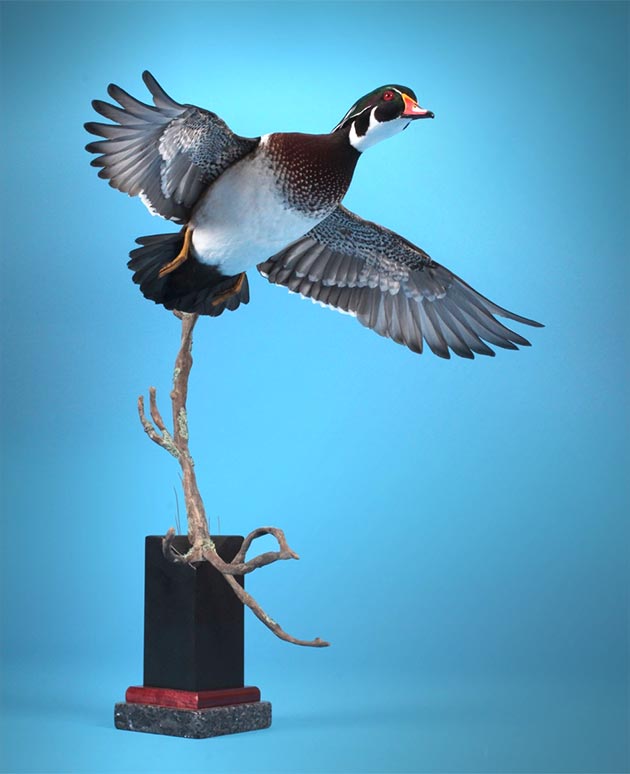 Mike Nakielski's Wood Duck