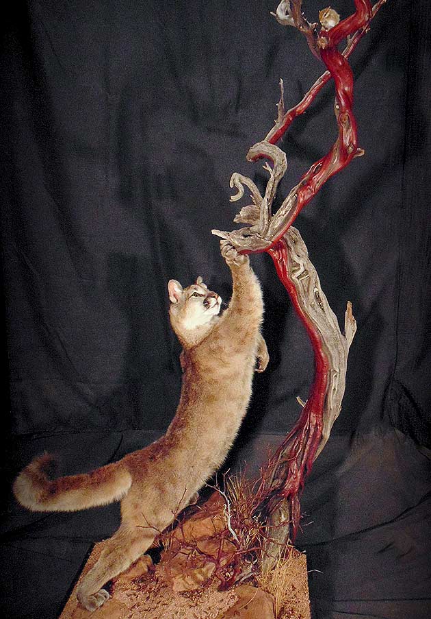 Dale Robertson's Mountain Lion