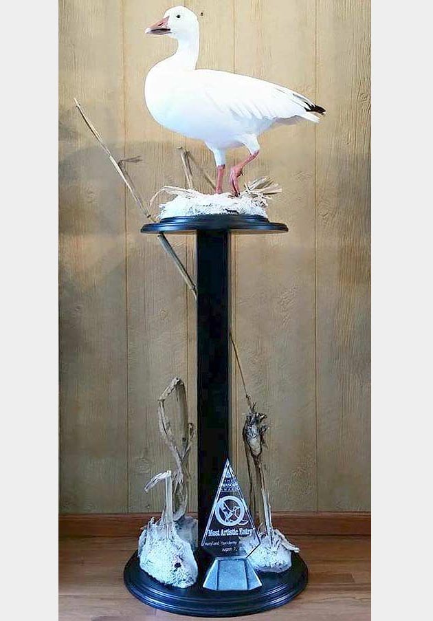 Jeremy Simon's Snow Goose