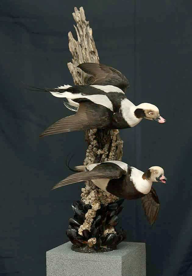 Scott Staton's Oldsquaws