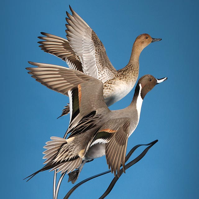 Brandon Zahn's Pintails