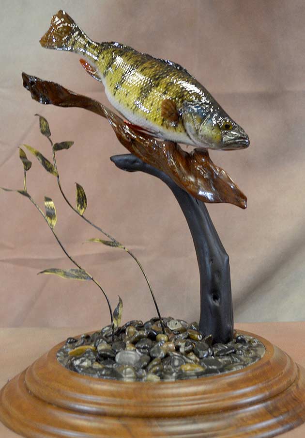 Ben LeNoble's Yellow Perch