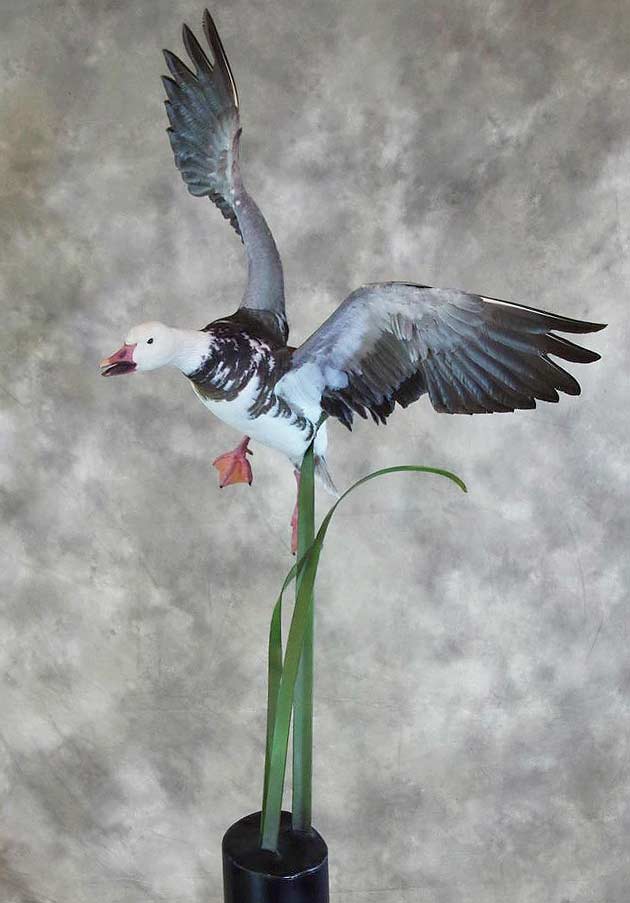 Carmen Helmer's Blue Goose