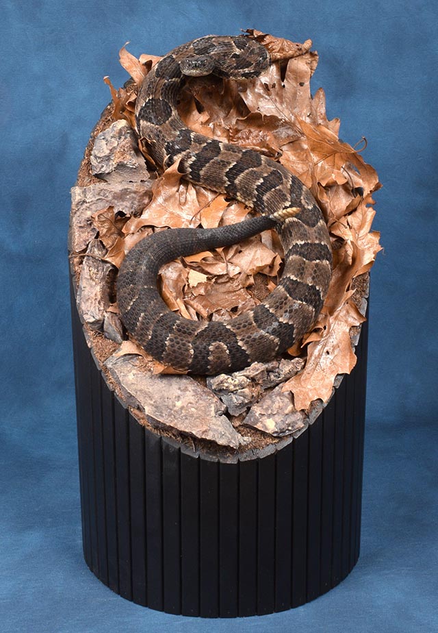 Jason Krause's Timber Rattlesnake