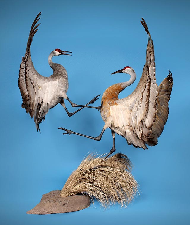 Jay Parke's Fighting Sandhill Cranes