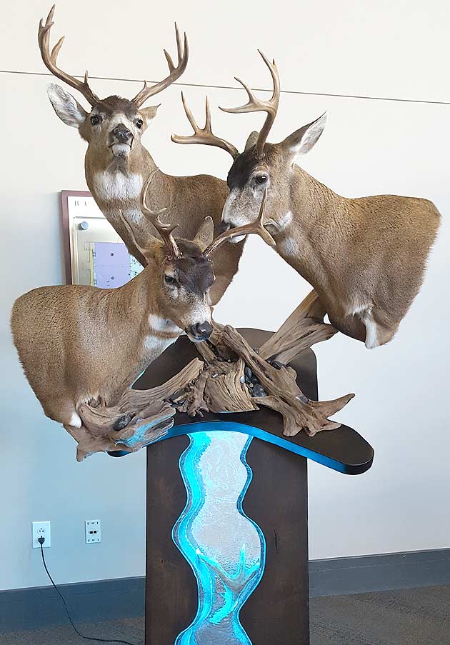 Ryan Cook's Blacktail Deer Group