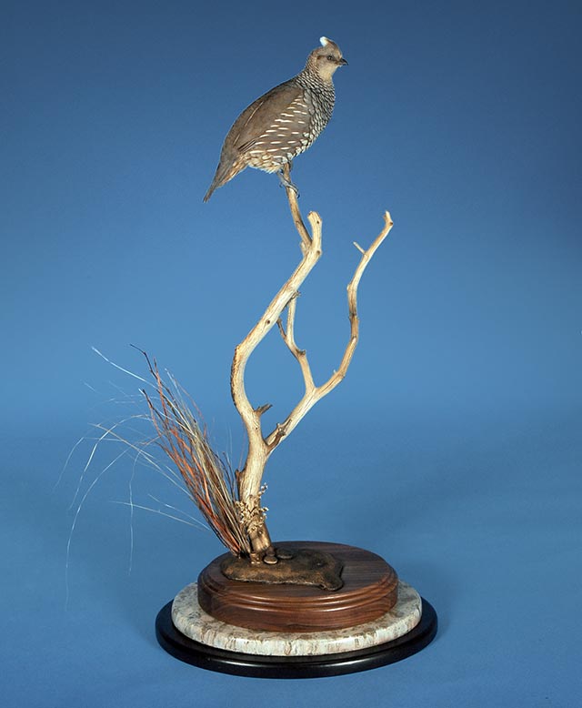 Sam Cahoy's Scaled Quail