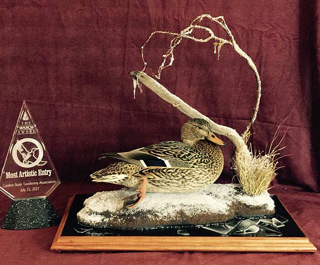 Scott Ferguson's Hen Mallard