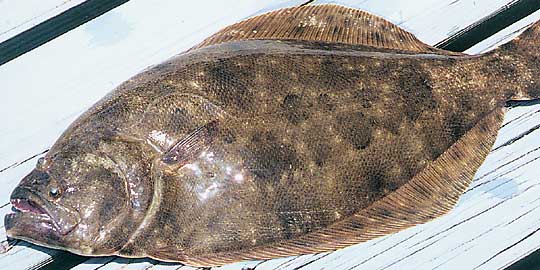 Taxidermy Net: Flounder