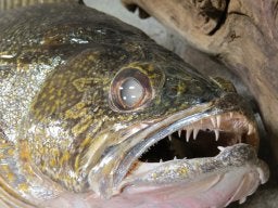 fishstuffer