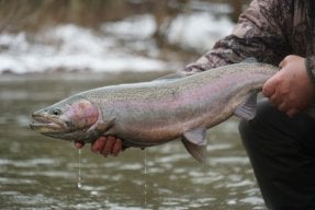 WILD BROOKIES