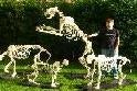 staffs-skeletons