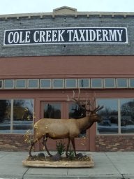 Cole Creek Taxidermy