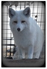 NorthernFoxandFur