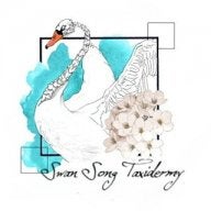 Swan_song_taxidermy