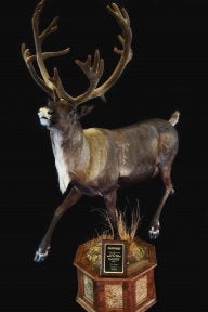 Rogers Taxidermy