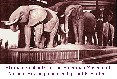 Elephants mounted by Carl E. Akeley