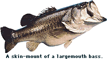 A largemouth bass skin mount