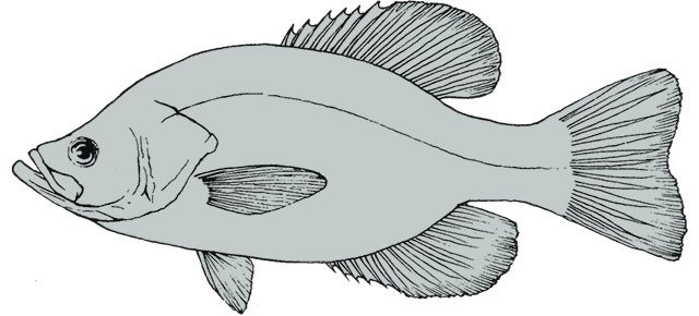 Black Crie Paint Schedule Ken S Corner This Schedule Reprinted With Permission From The Breakthrough Fish Painting Encyclopedia Was Developed By Tom Ton And Should Work Well For Most Color