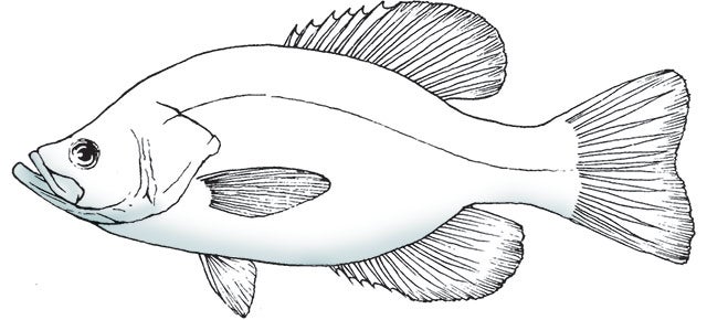 Black Crie Paint Schedule Ken S Corner From The Breakthrough Fish Painting Encyclopedia Using Polytranspar Airbrush Paints
