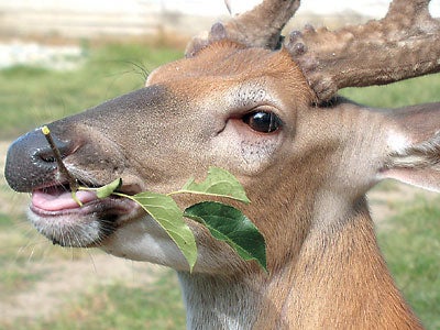 Made In Michigan >> Taxidermy Net: Whitetail Deer Reference Photos Made In Michigan >> Taxidermy Net: Whitetail Deer Reference Photos